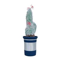 Cactus Plant in pot isolated on white background. photo