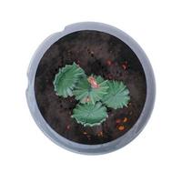 Cactus Plant in pot isolated on white background. photo