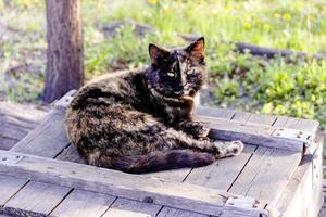 a beautiful black cat sitting on a wooden box photo