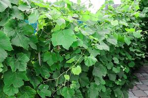 grapes in the garden green a lot of photo