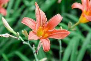 hermoso lirio de crema de flores en el verano en el jardín foto