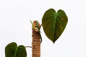 Tropical 'Philodendron Hederaceum Micans' house plant with heart shaped leaf with velvet texture in flower pot on white background stock photo