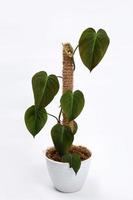 Tropical 'Philodendron Hederaceum Micans' house plant with heart shaped leaf with velvet texture in flower pot on white background stock photo