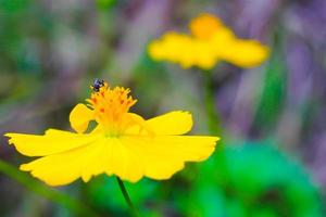 jardín de flores de naturaleza amarilla, desenfoque foto