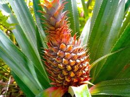 Pineapple that is still young is red, if it is old it will turn green and when it is ripe it will turn yellow photo