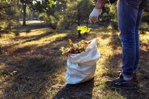 young boy collects fallen leaves in autumn photo