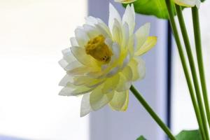 white lotus or water lily in artificial photo