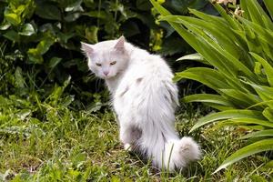 White cat on grass green outdoor sunny day