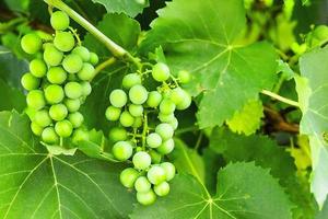 uvas en el jardín verde mucho foto