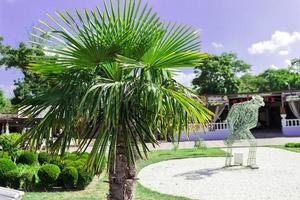 palma on the embankment on the square of the central beach of the village Kabardinka in Russia. photo