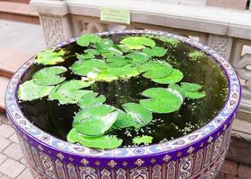 small beautiful pond with green leaves of water lilies photo