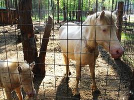 White pony on the farm at summer