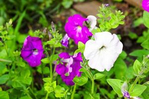 Flowers of white and lilac petunia beautiful photo