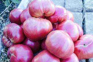 a lot of large red tomatoes photo