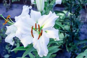 white lily beautiful photo