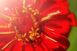 Macro photo of a flower red color. Drops of water on a flower bud.