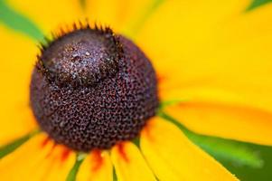 la equinácea es un género o grupo de plantas herbáceas con flores de la familia de las margaritas. flor amarilla. foto