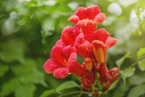 Beautiful red flowers of the trumpet vine or trumpet creeper Campsis radicans. Campsis flowers. photo