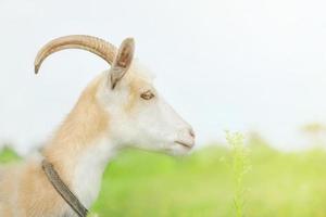 Profile of a goat of beige and white color on the background of a meadow. The goat in the field. photo