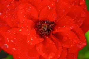 rosa roja con gotas después de la lluvia. foto macro de una flor con gotas de rocío.