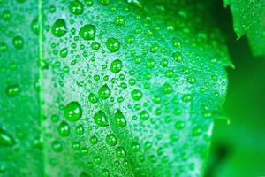 Eco-friendly and organic theme. Dew drops on fresh green leaf background. photo