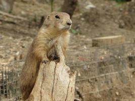Prairie Dog on a tree stump photo