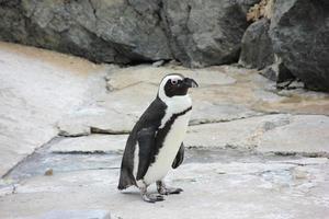 pingüino en las rocas foto