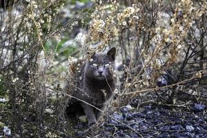 gatos abandonados en la calle foto