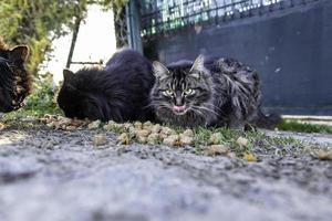 gatos abandonados en la calle foto