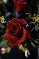 Bright red rose photo