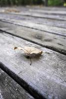 Dry autumn leaves photo