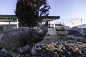 gatos abandonados en la calle foto