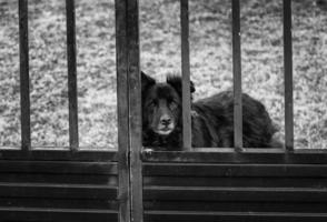 Dog locked in cage photo