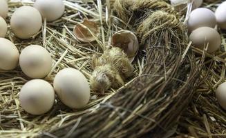 Chick hatching egg photo