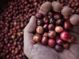 coffee cherry at coffee farm photo