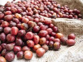 coffee cherry at coffee farm photo