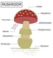 estructura de un hongo amanita.anatomía del hongo.ilustración vectorial.infografía para el diseño. vector