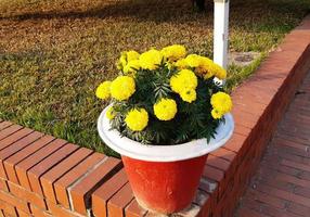 Marigold blooming flower on a pot photo