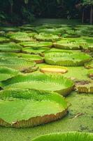 Giant Amazon water lily Victoria amazonica in nature pond landscape background.