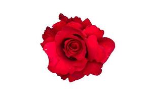rosa roja aislado sobre fondo blanco - imagen foto