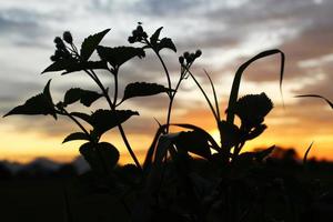 silueta de hierba con fondo de puesta de sol foto