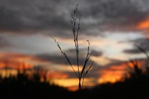 dry grass stalks silhouette with sunset blur background photo