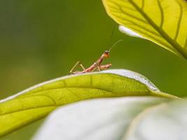 Baby mantis on a leaf photo