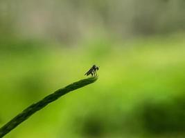 macro insectos mosquitos mosca ladrones