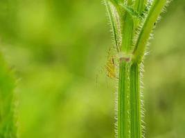 la araña está esperando a la presa. foto