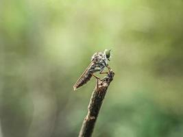 macro insectos mosquitos mosca ladrones foto