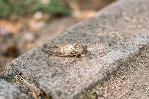 cicada insect bug photo