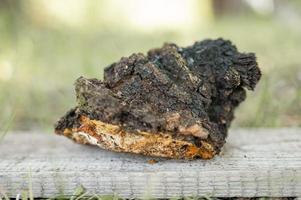 chaga mushroom fungus photo