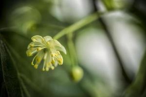A close-up of a linden flower in spring photo