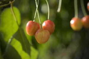 A close-up of unripe cherries on a tree in spring photo